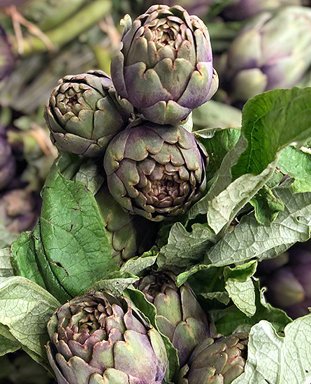 small purple artichokes