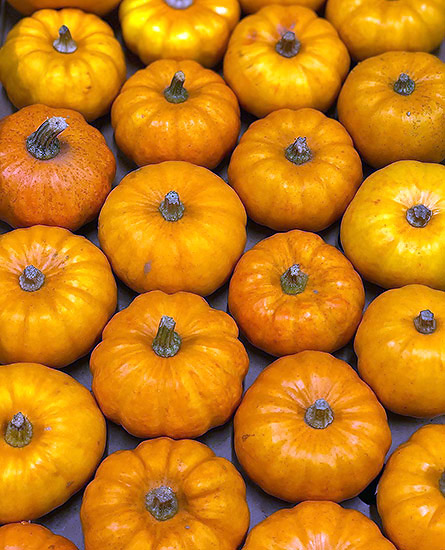 belles courges rangées