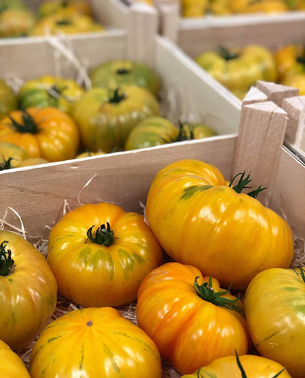 tomates le Dauphin en barquettes