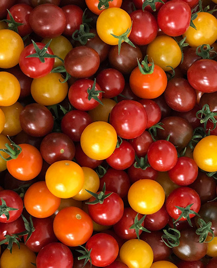 tomates cerises le Dauphin