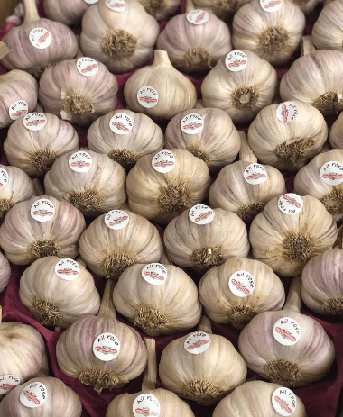 garlic