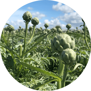 artichoke field