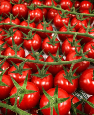 tomates cerises