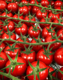 tomates cerises en grappe