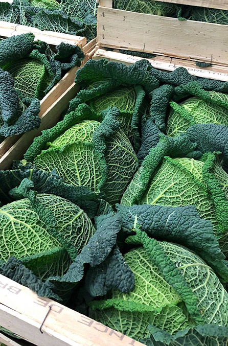 head cabbage package