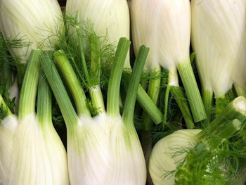 fennel