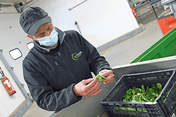 checking the quality of Le Dauphin vegetables