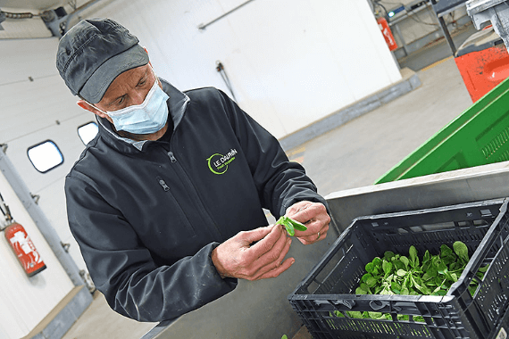 vérification de la qualité des légumes le Dauphin