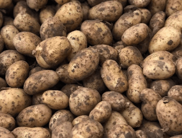 pommes de terre le Dauphin