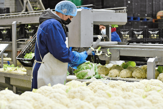 stripping cabbage le dauphin