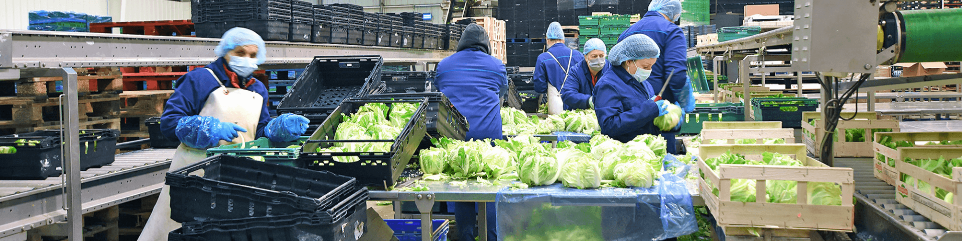 the employees of Le dauphin are stripping cabbage